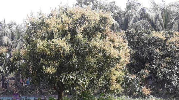দক্ষিণাঞ্চলজুড়ে আমের মুকুল ছড়াচ্ছে ঘ্রাণ