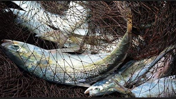 ২ মাস ইলিশ ধরা নিষিদ্ধ