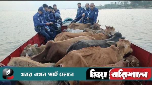 বরিশালে চুরি যাওয়া ৭৪ গরু মহিষ উদ্ধার